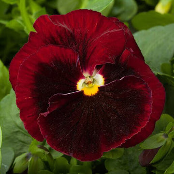 Viola Seeds – Red Blue