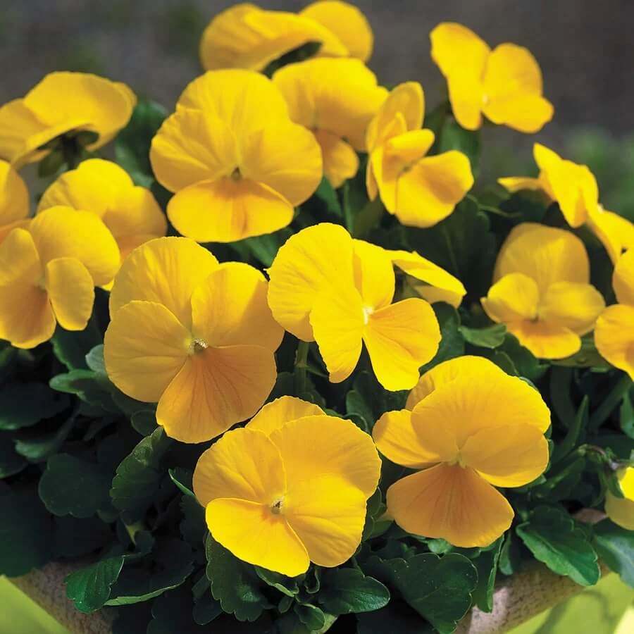 Viola Seeds – Yellow