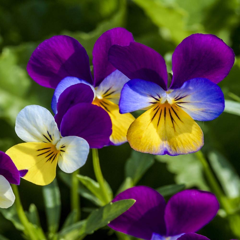 Viola Tricolor Seeds – Johnny Jump Up