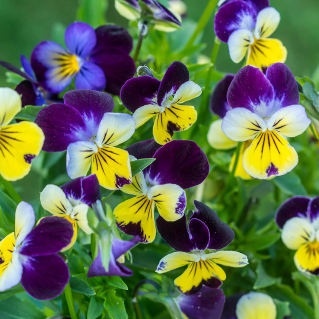 Viola Tricolor Seeds – Johnny Jump Up