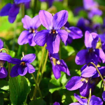 Viola odorata