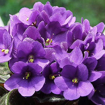 Violet Seeds – Futaba