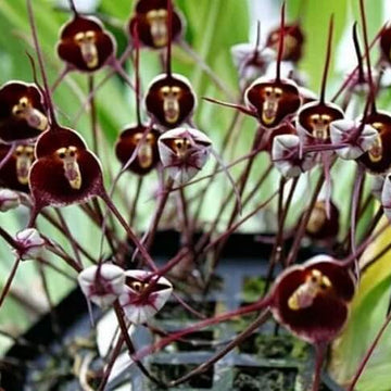 Violet Seeds – Monkey Face