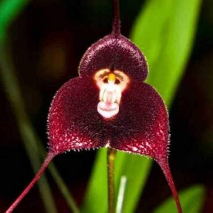Violet Seeds – Monkey Face
