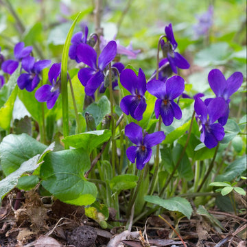 Violet Seeds – Sweet, Viola Odorata

