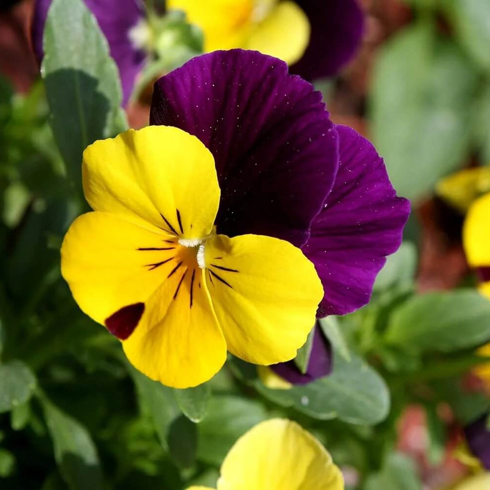 Violet Yellow Pansy Flower seeds - Bright , Heirloom & GMO Seeds for Home