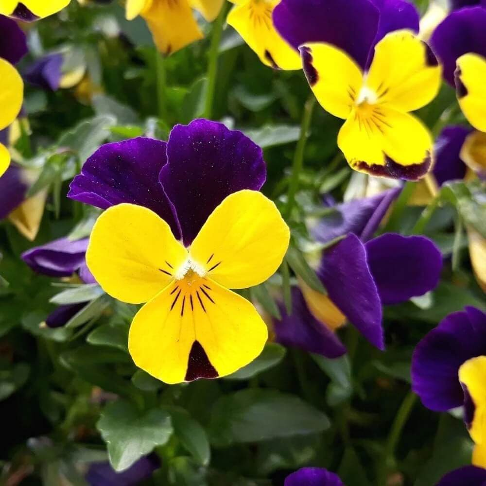 Violet Yellow Pansy Flower seeds - Bright , Heirloom & GMO Seeds for Home