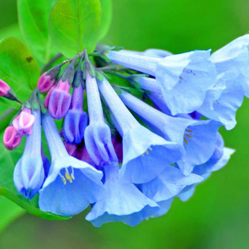 Virginia Bluebell Seeds – Mertensia Virginica