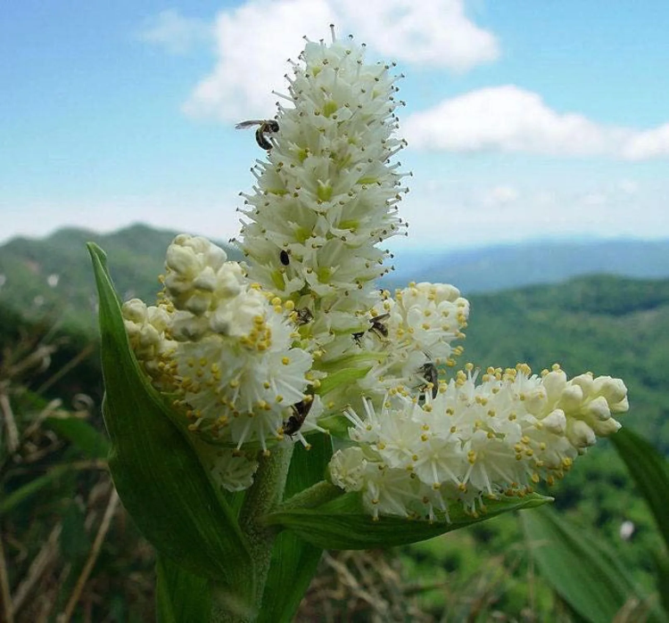 Virginia Bunchflower Seeds – Perennial Native Wildflower