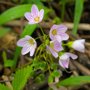 Virginia Spring Beauty Seeds – Eastern Fairy