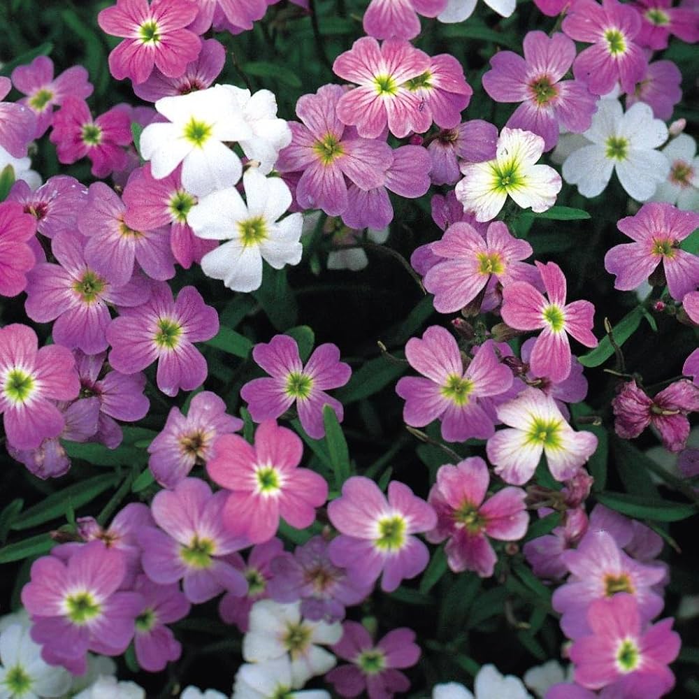 Virginia Stock Seeds – Fragrant Bloom