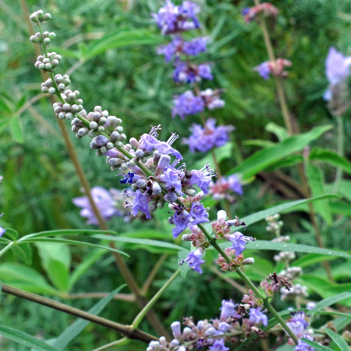Vitex Agnus-Castus Seeds