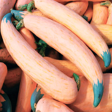 North Georgia Candy Roaster Squash Seeds – Vegetable Plant
