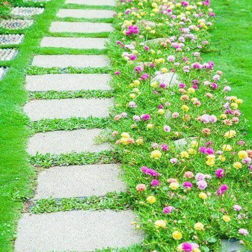 Walkable Ground Cover Seeds
