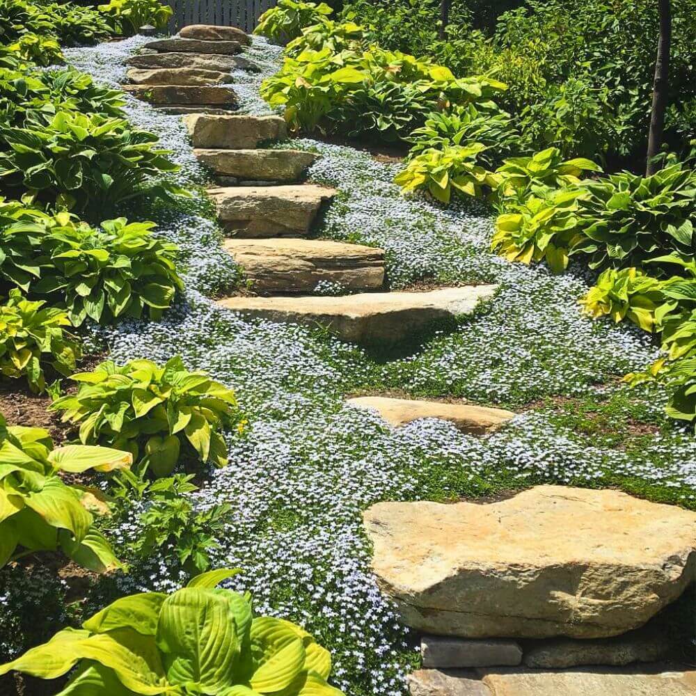 Walkable Ground Cover Seeds