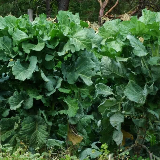 Walking Stick Kale Tree Seeds - Vegetable Plant