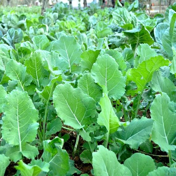 Walking Stick Kale Tree Seeds - Vegetable Plant