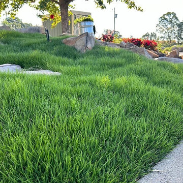 Warm Season Grass Seeds - Flower Plant