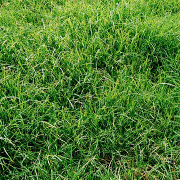 Warm Season Grass Seeds - Flower Plant
