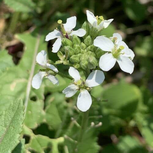 Wasabi Seeds – White Diplotaxis