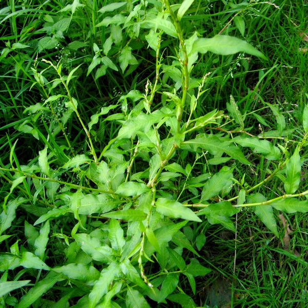 Water Pepper Seeds
