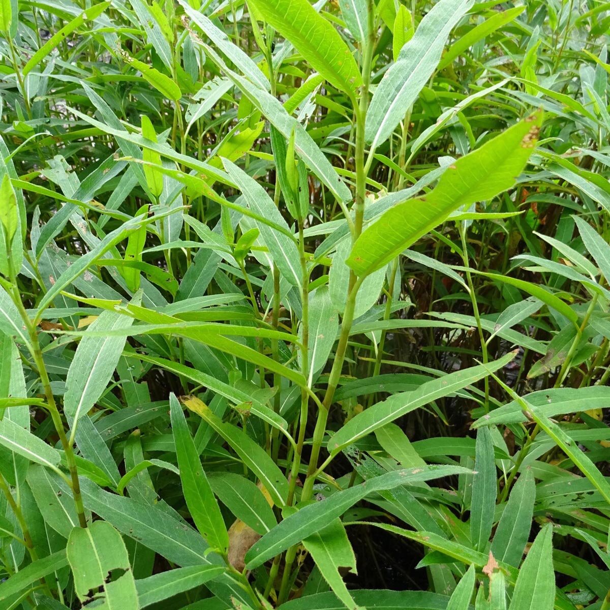 Water Pepper Seeds