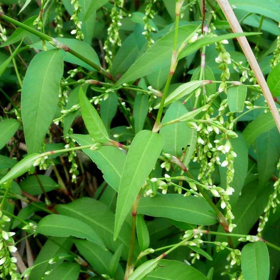 Water Pepper Seeds