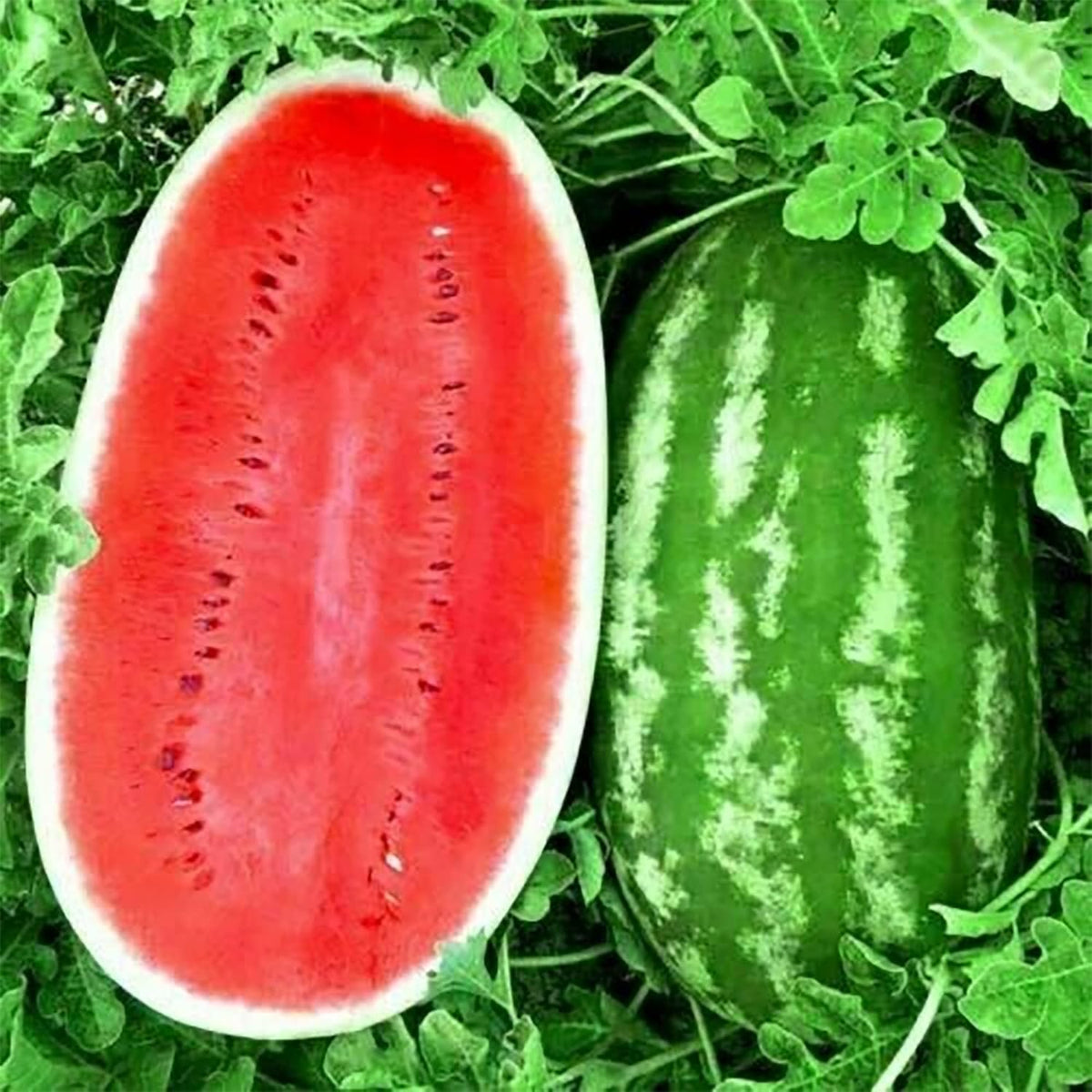 Watermelon Seeds - Carolina Cross