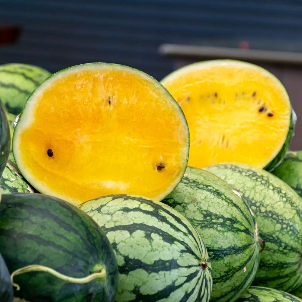 Watermelon Seeds - Yellow