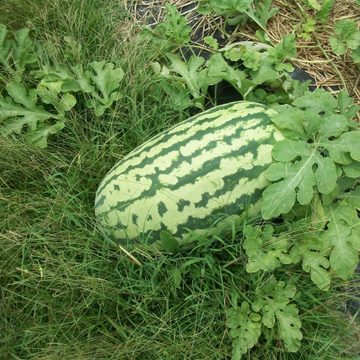 Watermelon Seeds - Carolina Cross