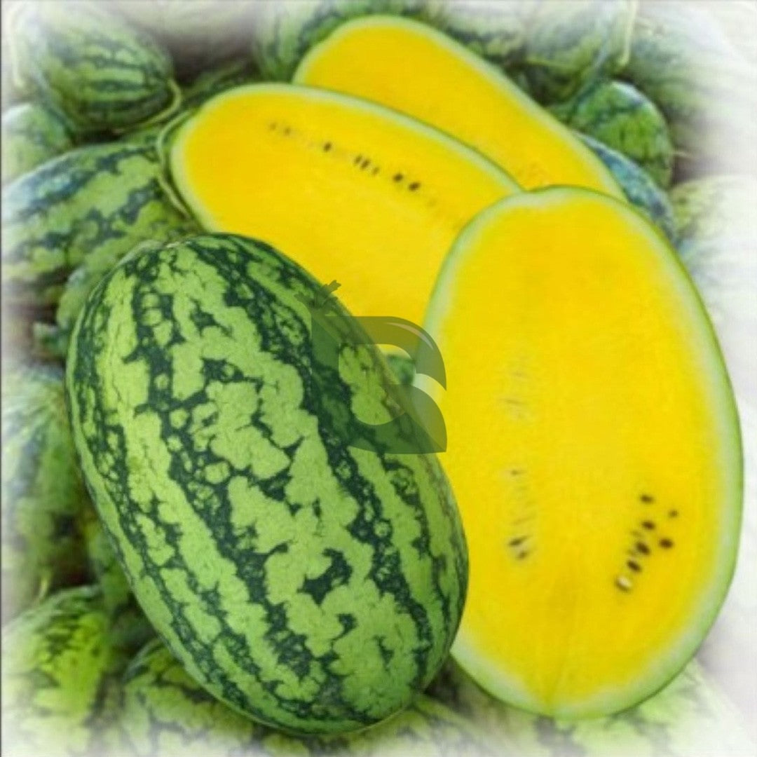 Watermelon Seeds - Yellow