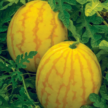 Watermelon Seeds - golden midget
