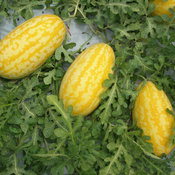 Watermelon Seeds – Gold in Gold