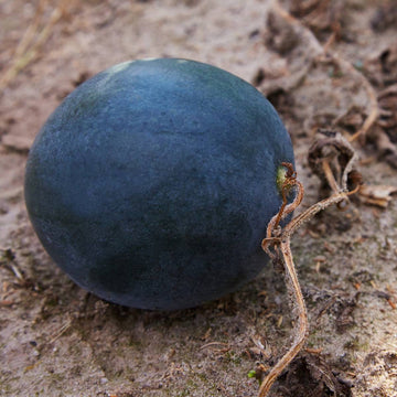 Watermelon Seeds – Densuke Black Rind