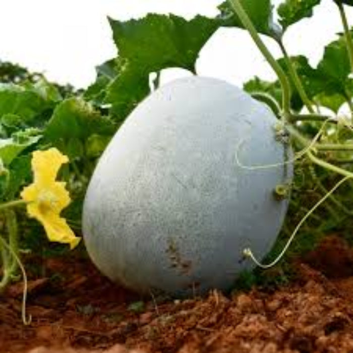 Wax Gourd Seeds – Heirloom