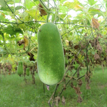 Wax Gourd Seeds - Vegetable Plant