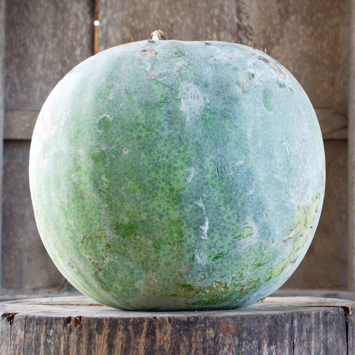 Wax Gourd Seeds 