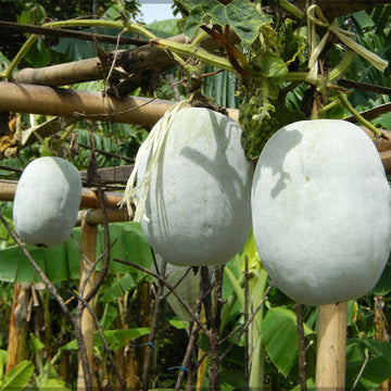 Wax Gourd Seeds – White