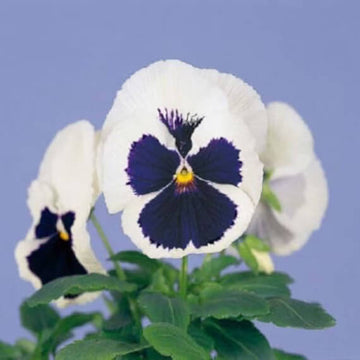 White Blue Pansy Seeds – Shade Tolerant, Heirloom & Non-GMO Variety