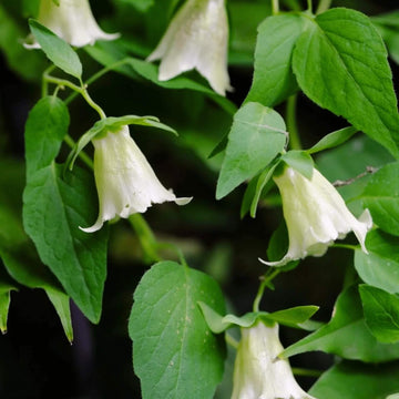White Codonopsis Pilosula Seeds - Herbal Plant