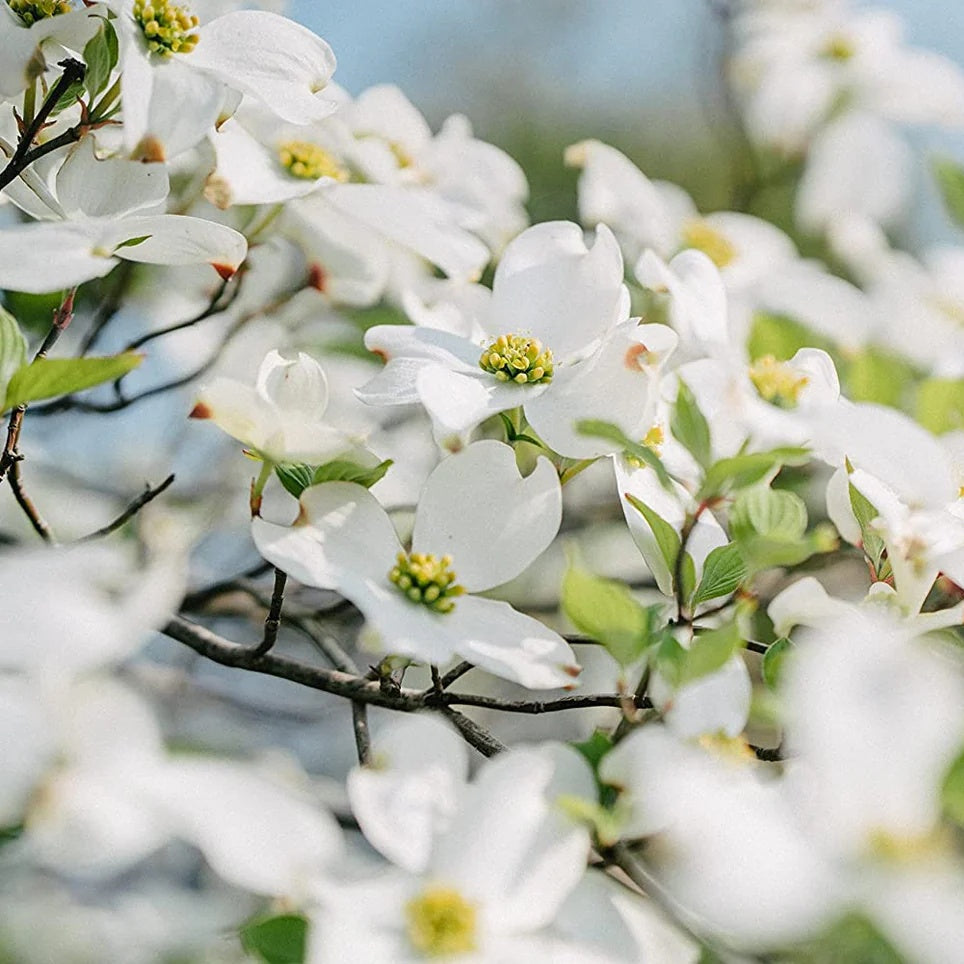 White Eastern Dogwood Seeds - Flower Plant