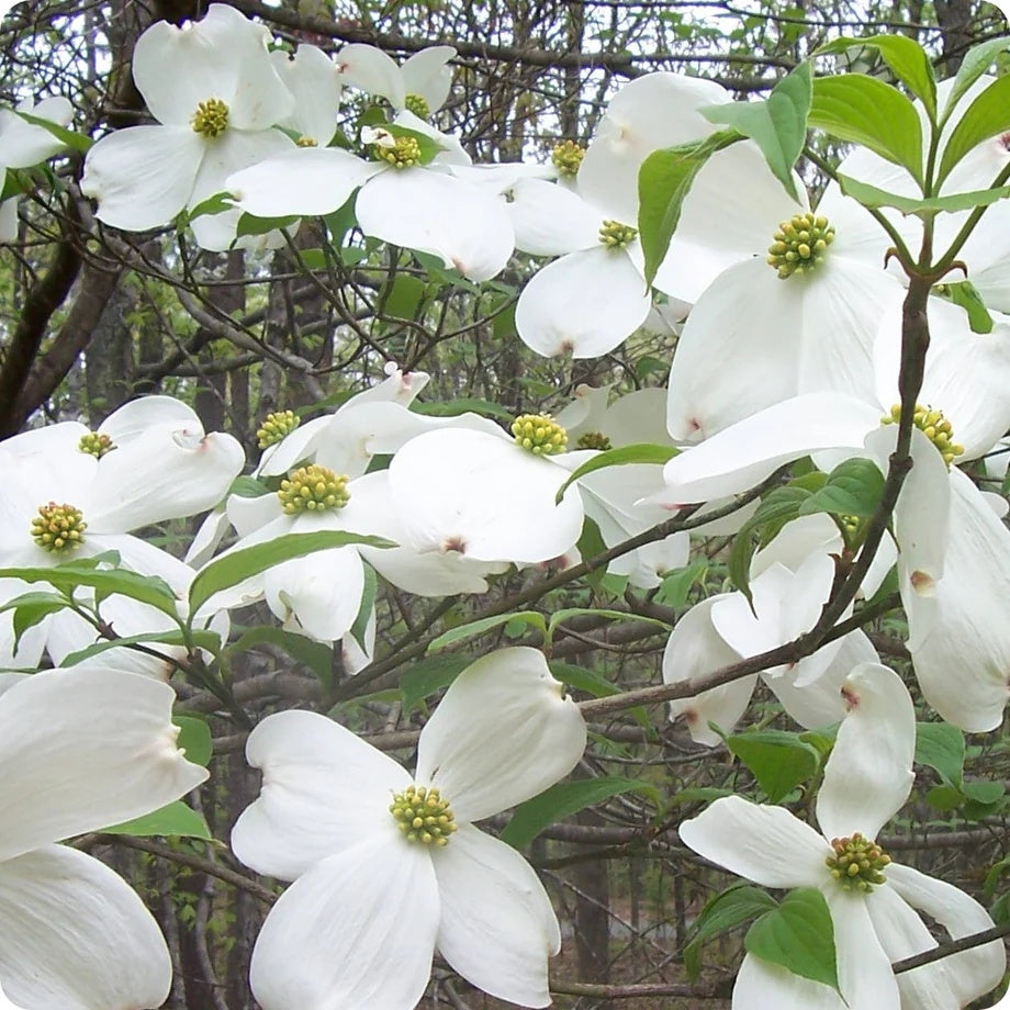 White Eastern Dogwood Seeds - Flower Plant