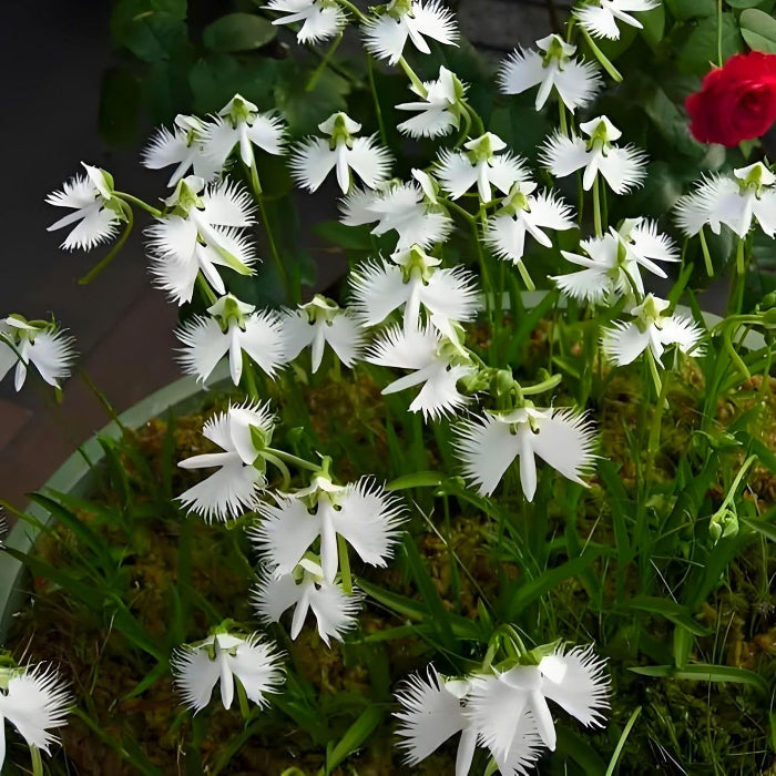 White Egret Orchid Seeds – Fringed Habenaria
