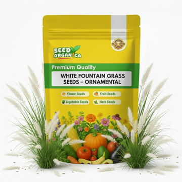 White Fountain Grass Seeds – Ornamental