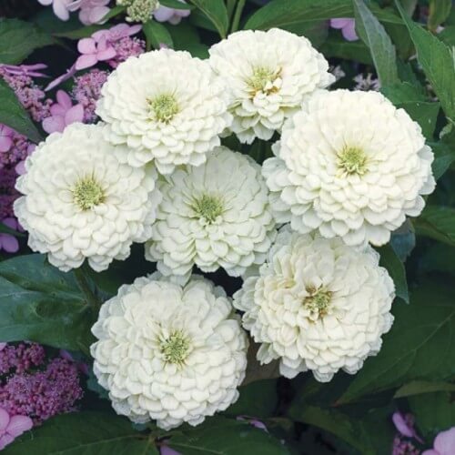 White Green Zinnia Seeds – Wildflower