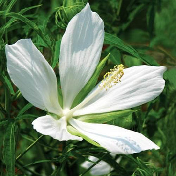 White Hibiscus Coccineus Seeds - Flower Plant