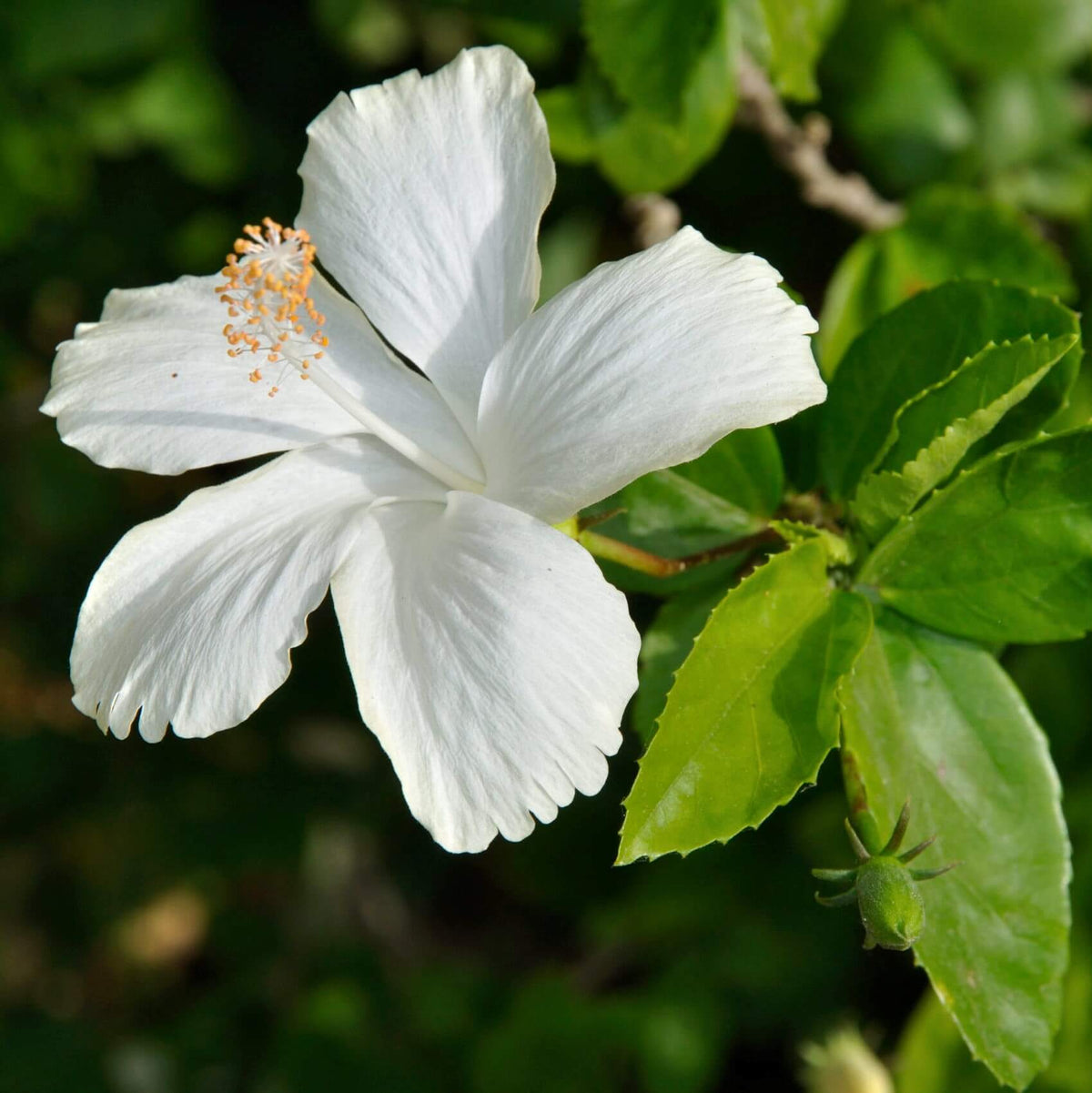 White Hibiscus Coccineus Seeds - Flower Plant
