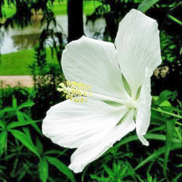 White Hibiscus Coccineus Seeds - Flower Plant