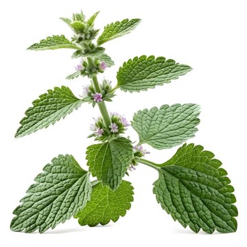 White Horehound Seeds – Marrubium vulgare