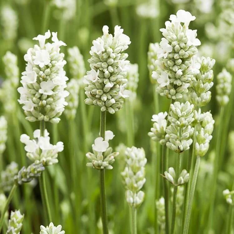 White Lavender Seeds - Flower Plant